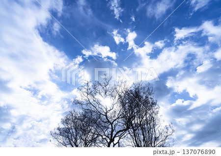 青空と雲と木立 青空と雲と木立 137076890