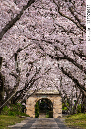 桜並木の奥に佇む寺院の門 桜並木の奥に佇む寺院の門 137076932
