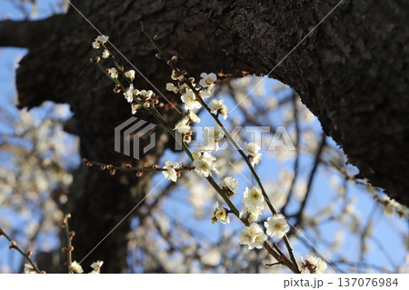 冬の公園に咲く白い梅の花 冬の公園に咲く白い梅の花 137076984