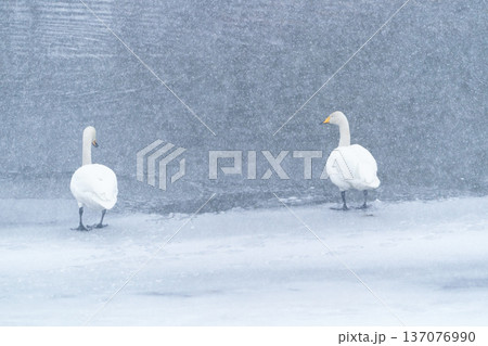 雪降る中のハクチョウ 冬の静かな水辺の風景　青森県 廻堰大溜池 137076990