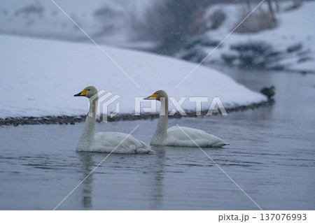 雪降る中のハクチョウ 冬の静かな水辺の風景 青森県 廻堰大溜池 雪降る中のハクチョウ 冬の静かな水辺の風景 青森県 廻堰大溜池 137076993