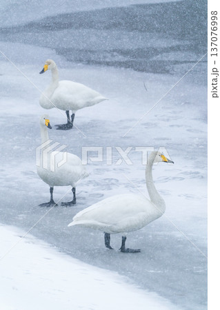 雪降る中のハクチョウ 冬の静かな水辺の風景　青森県 廻堰大溜池 137076998