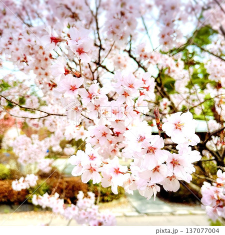 さくら さくら 137077004