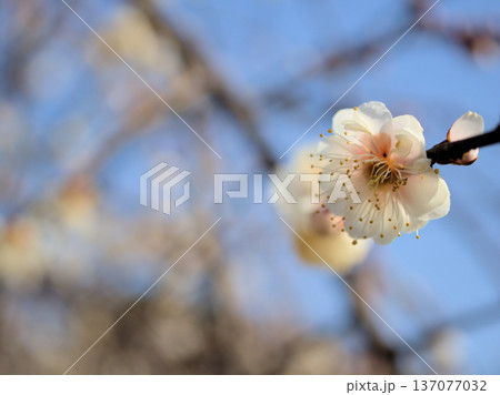 晴れた2月に咲いた白い梅の花「高砂枝垂（タカサゴシダレ）」 137077032