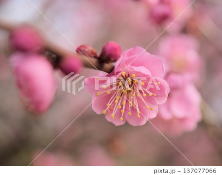 晴れた2月に美しく咲いた紅い梅の花「江南所無（コウナンショム）」 137077066