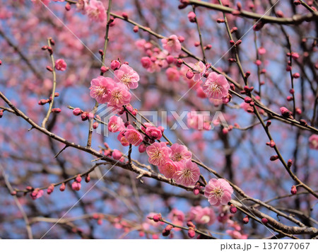 晴れた2月に美しく咲いた紅い梅の花「江南所無(コウナンショム)」 晴れた2月に美しく咲いた紅い梅の花「江南所無(コウナンショム)」 137077067
