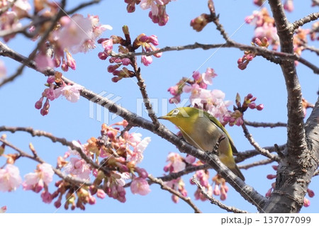 河津桜の枝にとまるかっこいいメジロと青空 春の風景 河津桜の枝にとまるかっこいいメジロと青空 春の風景 137077099