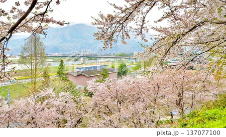 飯山城趾公園の桜《長野県》 137077100