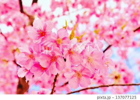 上関城山歴史公園の河津桜2026-2 137077125
