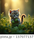 森の中のこにゃんこ 137077137