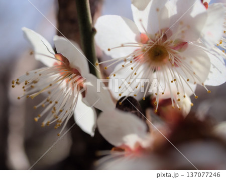 晴れた2月に美しく咲いた可愛らしい白梅「冬至(トウジ)」 晴れた2月に美しく咲いた可愛らしい白梅「冬至(トウジ)」 137077246