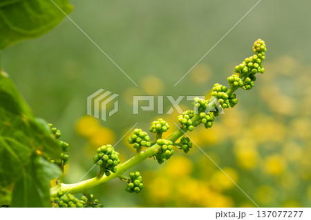 Blooming young wine grapes in the vineyard in the spring time. Blooming young wine grapes in the vineyard in the spring time. 137077277
