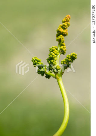 Blooming young wine grapes in the vineyard in the spring time. 137077280