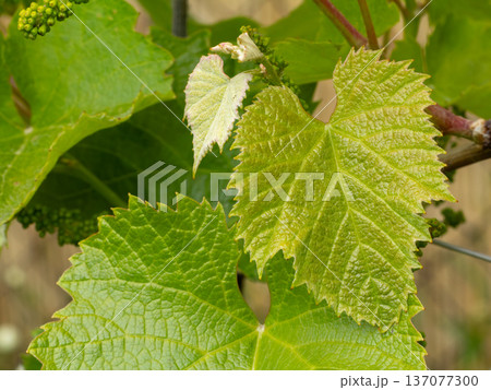 Grape leaves on a bush in the garden. Grape leaves on a bush in the garden. 137077300