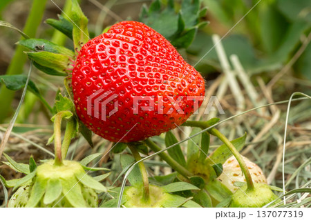 Strawberry bush with ripe and unripe berries. 137077319