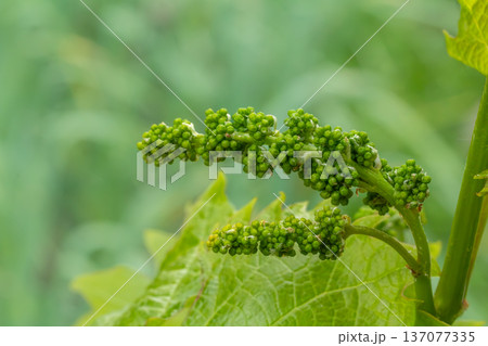 Blooming young wine grapes in the vineyard in the spring time. Blooming young wine grapes in the vineyard in the spring time. 137077335