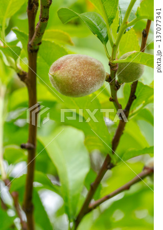 Branch of an apricot tree with an unripe fruit in the garden. Branch of an apricot tree with an unripe fruit in the garden. 137077341