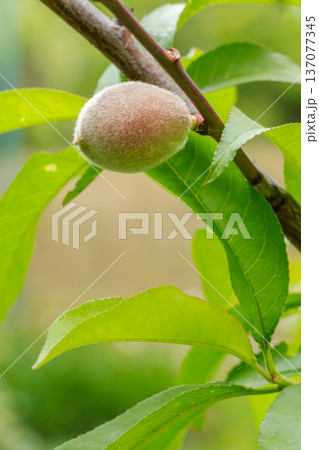 Branch of an apricot tree with an unripe fruit in the garden. Branch of an apricot tree with an unripe fruit in the garden. 137077345