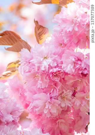 鮮やかな八重桜 鮮やかな八重桜 137077389