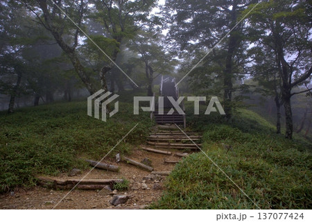 霧に包まれた幻想的な大台ヶ原の登山道と階段 137077424