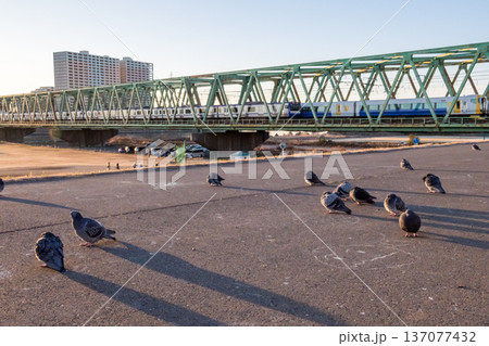 【総武本線】早朝の江戸川の鳩と総武線の電車 137077432