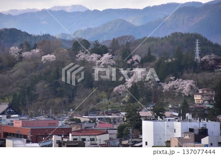 日本の岐阜県の高山市　市街地周辺の美しい山々と満開の桜　新旧の家の街並み　城山公園から見た眺め 137077444