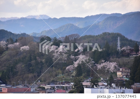 日本の岐阜県の高山市　市街地周辺の美しい山々と満開の桜　新旧の家の街並み　城山公園から見た眺め 137077445