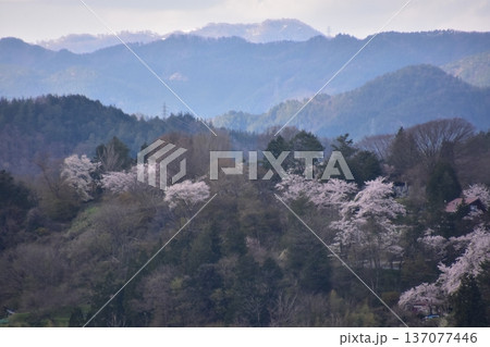 日本の岐阜県の高山市　市街地周辺の美しい山々と満開の桜　新旧の家の街並み　城山公園から見た眺め 137077446