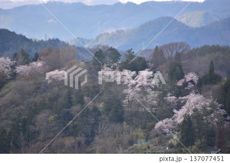 日本の岐阜県の高山市 市街地周辺の美しい山々と満開の桜 新旧の家の街並み 城山公園から見た眺め 日本の岐阜県の高山市 市街地周辺の美しい山々と満開の桜 新旧の家の街並み 城山公園から見た眺め 137077451