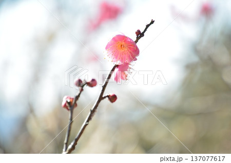 白梅紅梅4　（香川県高松市東植田町　公渕公園） 137077617