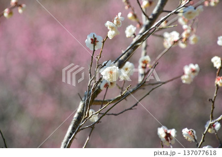 白梅紅梅5　（香川県高松市東植田町　公渕公園） 137077618