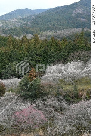 満開の梅林3 (徳島県吉野川市美郷) 満開の梅林3 (徳島県吉野川市美郷) 137077637