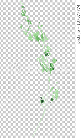 Hand drawn watercolor green grass leaves isolated illustration, single element 137077774