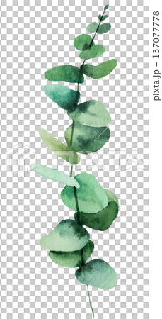 Hand drawn watercolor eucalyptus twig with green leaves isolated illustration, single element 137077778