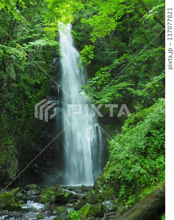 夏の奥多摩・百尋の滝 137077821