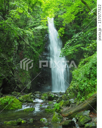 夏の奥多摩・百尋の滝 137077822