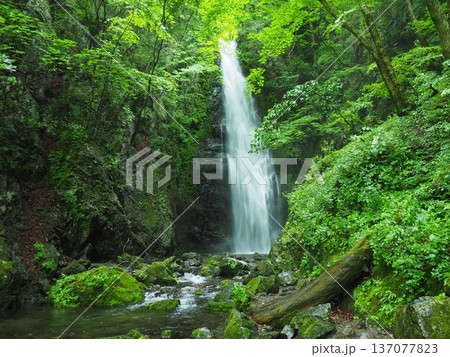 夏の奥多摩・百尋の滝 夏の奥多摩・百尋の滝 137077823