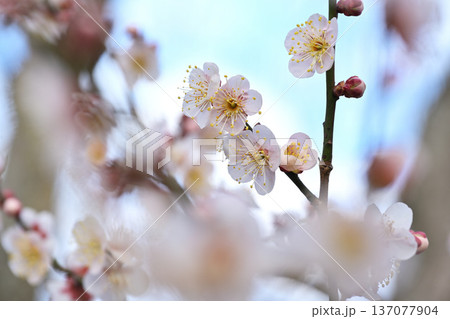 白い梅の花 白い梅の花 137077904