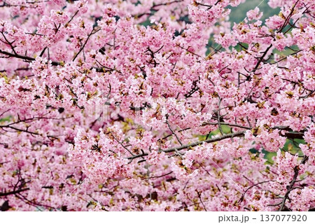 上関城山歴史公園の河津桜3 137077920