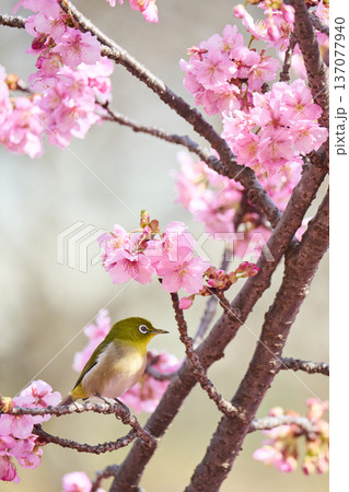 桜の花の蜜を吸うメジロ 137077940