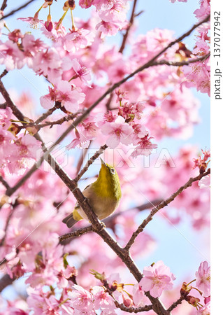 桜の花の蜜を吸うメジロ 137077942