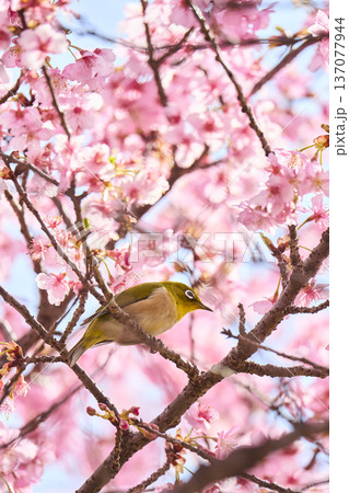 桜の花の蜜を吸うメジロ 桜の花の蜜を吸うメジロ 137077944