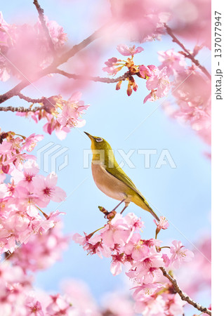 桜の花の蜜を吸うメジロ 137077947