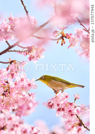 桜の花の蜜を吸うメジロ 137077948