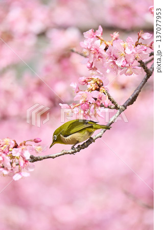 桜の花の蜜を吸うメジロ 137077953