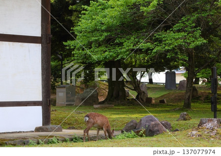 新緑の奈良公園 新緑の奈良公園 137077974