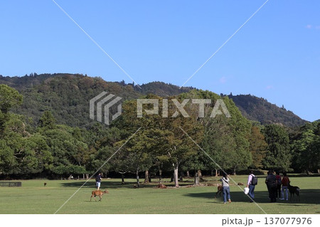 奈良公園の風景 奈良公園の風景 137077976