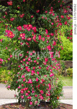 ツルバラ 137078082