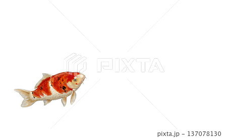 白背景に泳ぐ紅白の錦鯉 和風縁起イラスト 余白あり素材 137078130