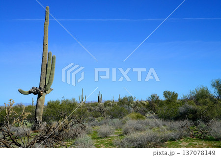 Old Saguaro Cactus Sonora desert Arizona Old Saguaro Cactus Sonora desert Arizona 137078149
